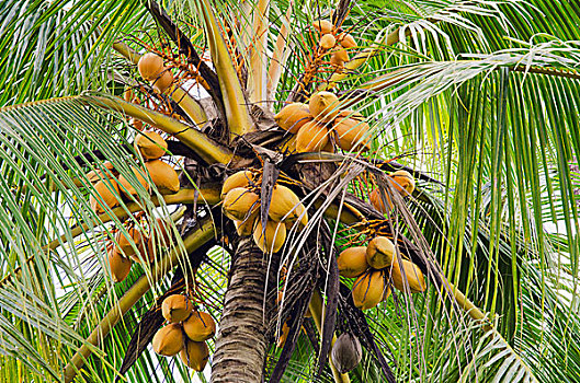 椰树,乌布,巴厘岛,印度尼西亚,亚洲