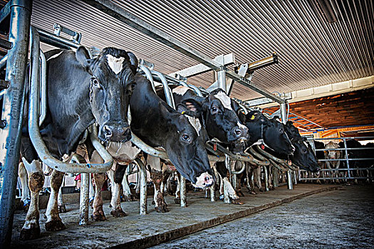 黑白花牛,母牛,排列,挤奶,棚,兰卡斯特,宾夕法尼亚,美国