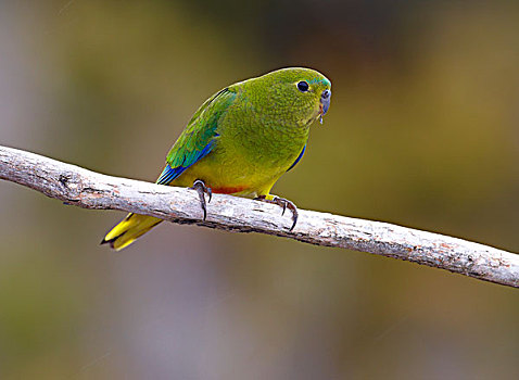 鹦鹉,女性,塔斯马尼亚,澳大利亚