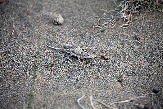 新疆哈密,沙漠蜥蜴