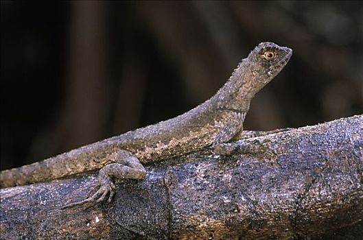 鬣蜥蜴,紧握,枝条,雨林,圭亚那