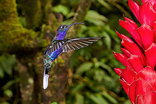 雄性,飞行,蓬塔雷纳斯,哥斯达黎加,中美洲