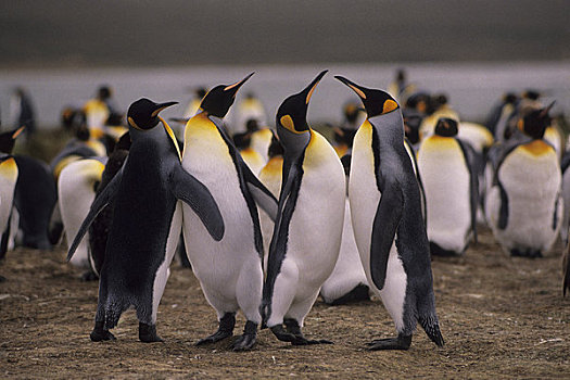福克兰群岛,自愿角,帝企鹅,生物群,求爱,动作