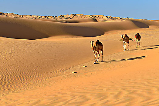 单峰骆驼,走,沙漠,阿曼,阿拉伯,亚洲