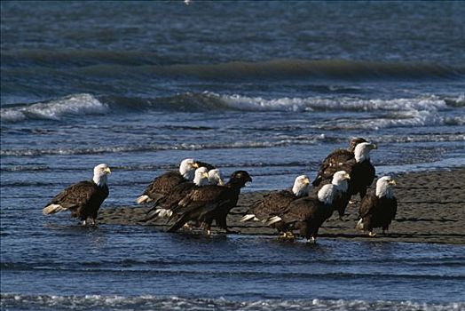 白头鹰,聚集,海滩,卡契马克湾,肯奈半岛,阿拉斯加,冬天