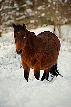 英格兰,德文郡,达特姆尔高原,小马,向上,膝,冬天,下雪,树园