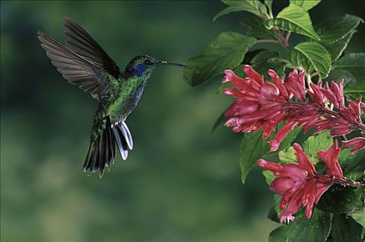 绿紫耳蜂鸟,蜂鸟,飞,靠近,鼠尾草,花,蒙特维多云雾森林自然保护区,哥斯达黎加