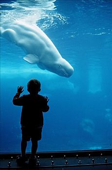 小男孩,看,白鲸,圣地亚哥,加利福尼亚,美国