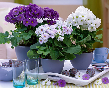 樱草属植物,杯子,樱草花,蓝色,锅