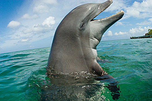 宽吻海豚,靠近,洪都拉斯,加勒比海