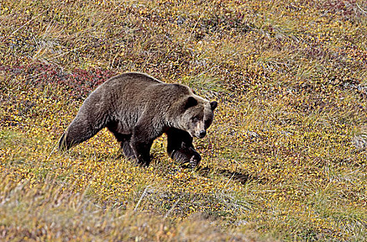 北美,美国,阿拉斯加,德纳里峰国家公园,棕熊