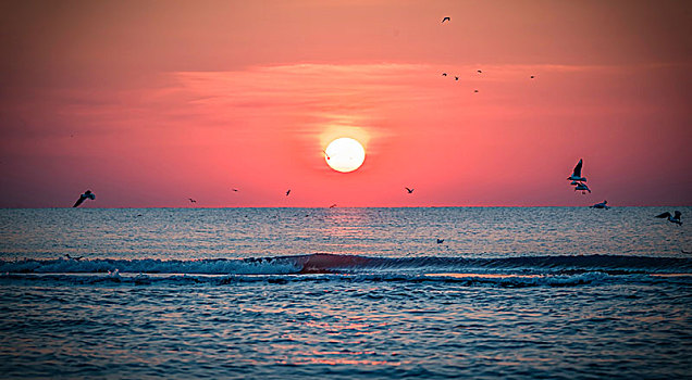 海鸟海鸥日出