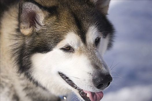 阿拉斯加雪橇犬,特写