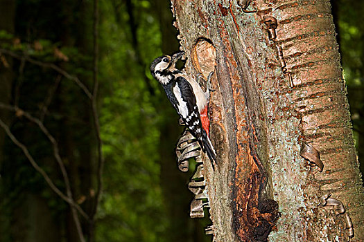 大斑啄木鸟,成年,洞,树干,诺曼底,法国