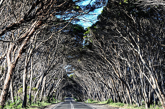 道路,桉树,袋鼠,岛屿,澳大利亚