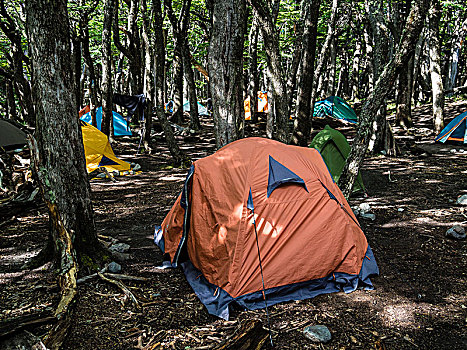 帐篷,树林,露营,营地,眺台,泻湖,山脉,洛斯格拉希亚雷斯国家公园,巴塔哥尼亚