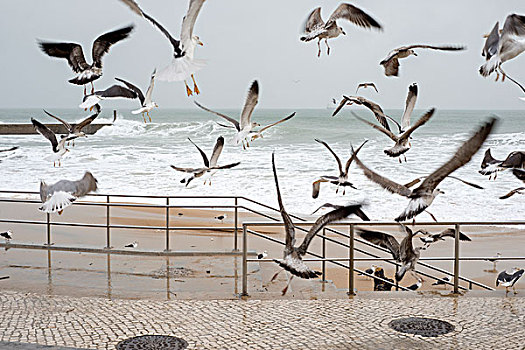 成群,海鸥,海岸,葡萄牙