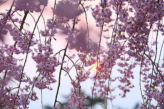 樱花,日落