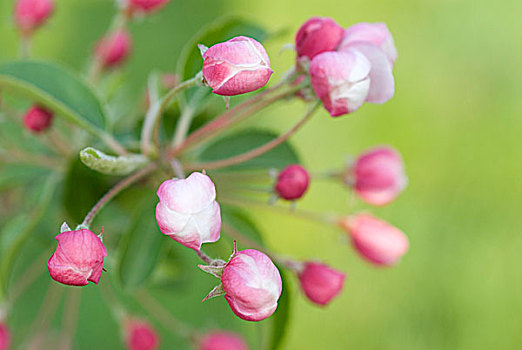 山楂,花