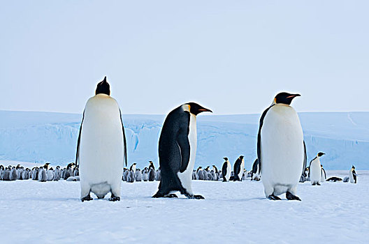 帝企鹅,三个,靠近,生物群,湾,东方,南极