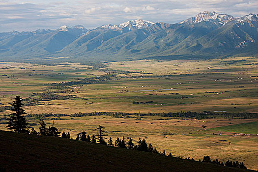 野牛,山脉,国家野生动植物保护区,山