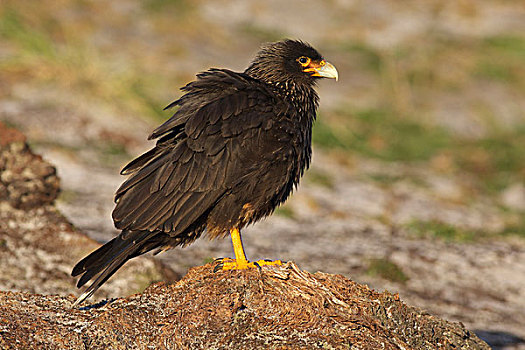 条纹,长腿兀鹰,福克兰群岛,南美