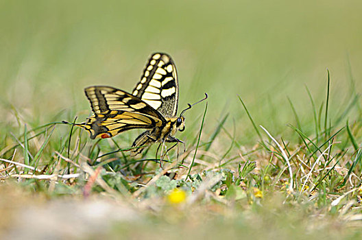 金凤蝶,草丛,巴伐利亚,德国