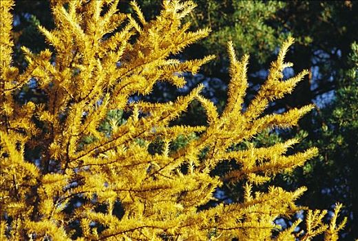 黄色,落叶松属植物,瑞典