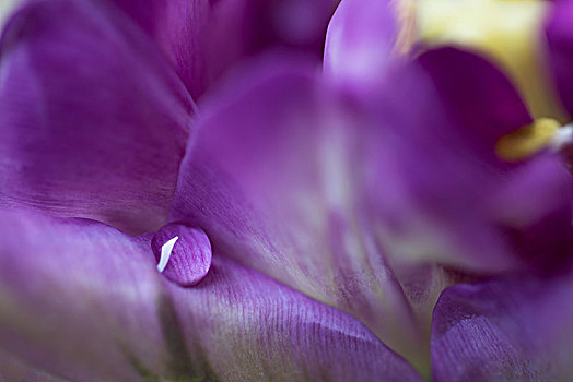 紫罗兰,郁金香,花瓣