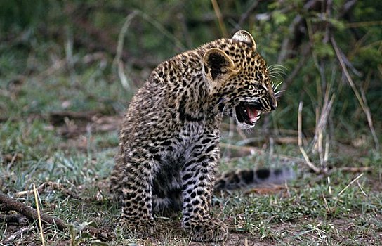 幼兽,豹,树林,马赛马拉国家保护区,肯尼亚