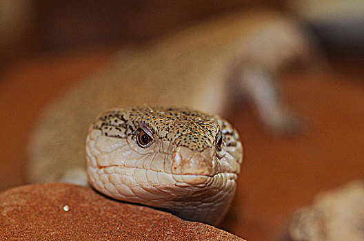 蜥蜴,北领地州,澳大利亚