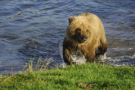 阿拉斯加,棕熊,卡特麦国家公园,美国