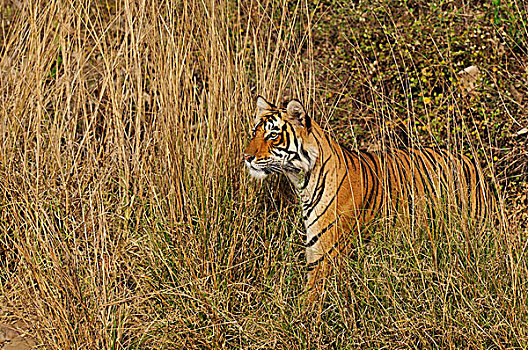 印度,孟加拉虎,虎,站立,看穿,高草,伦滕波尔国家公园,拉贾斯坦邦,亚洲