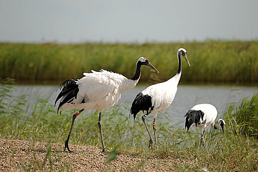 齐齐哈尔扎龙湿地自然保护区
