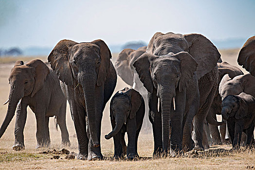 非洲大象082