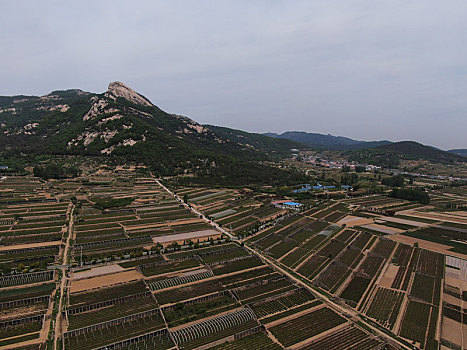 山东省日照市,万亩茶园染绿乡村大地,茶产业助农民致富