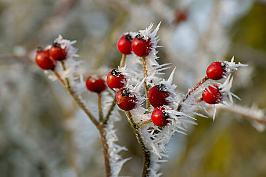 红色浆果,冰冻,灌木,格洛斯特郡,英格兰,英国