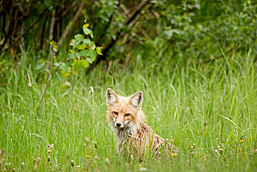 红狐,狐属,国家公园,萨斯喀彻温,加拿大