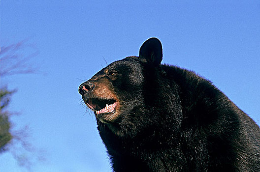 美洲黑熊,张嘴,加拿大