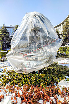 园林树罩塑料袋保温