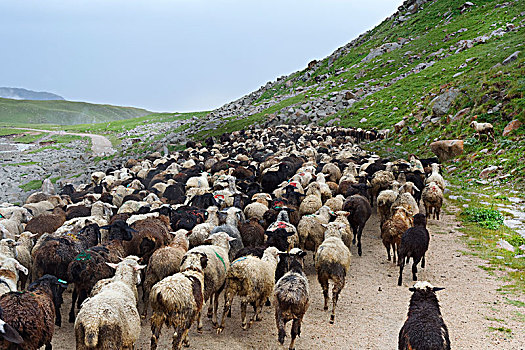绵羊,牧群,移动,区域,吉尔吉斯斯坦,中亚,亚洲