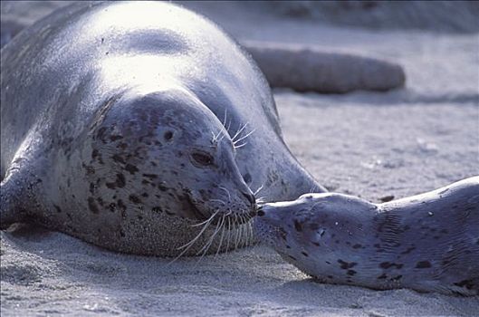 斑海豹,幼兽,幼仔,蹭鼻子,母兽,低湿地,蒙特利湾,加利福尼亚