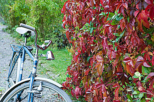 自行车,停放,靠近,树篱