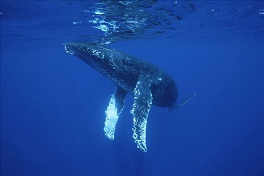 驼背鲸,大翅鲸属,鲸鱼,好奇,幼兽,毛伊岛,夏威夷,提示,照相
