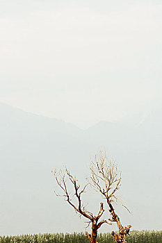 两棵树,秃树,远山