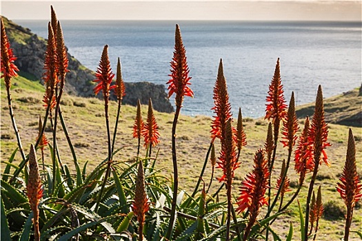 红花,沿岸,靠近,丰沙尔,城镇,马德拉岛,岛屿,葡萄牙
