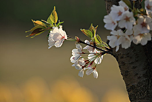 樱花