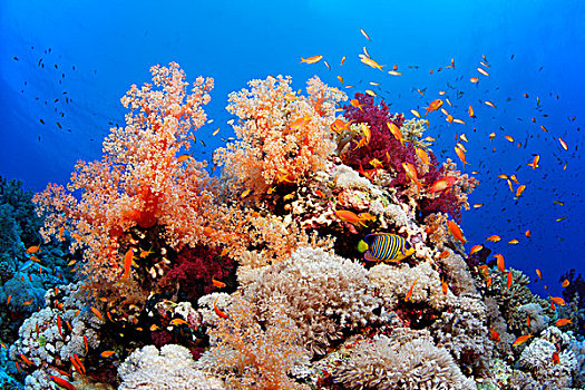 皇家,刺蝶鱼,软珊瑚,礁石,靠近,埃及,红海,水下