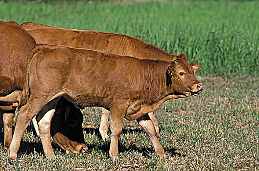 利莫辛,幼兽,母牛