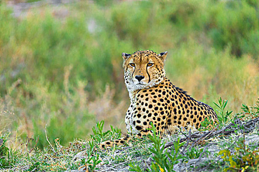 头像,印度豹,猎豹,躺着,地面,看镜头,奥卡万戈三角洲,博茨瓦纳,非洲